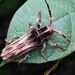Xylorhiza adusta - Photo (c) jiangyou, todos los derechos reservados, subido por jiangyou
