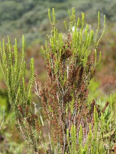 Avistamiento Erica scoparia
