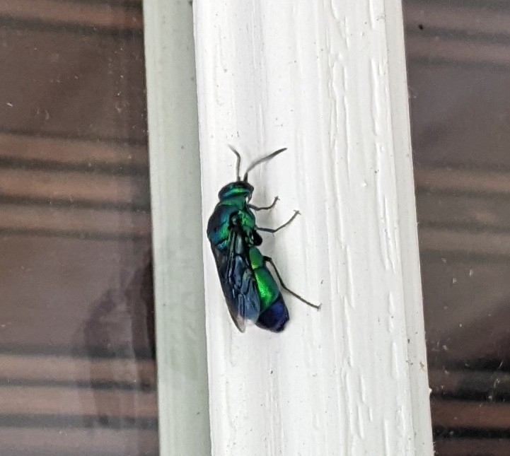Metallic Bluishgreen Cuckoo Wasp in September 2022 by Susan Shelton