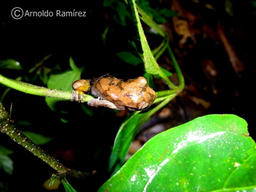 Cloud Forest Stream Frog