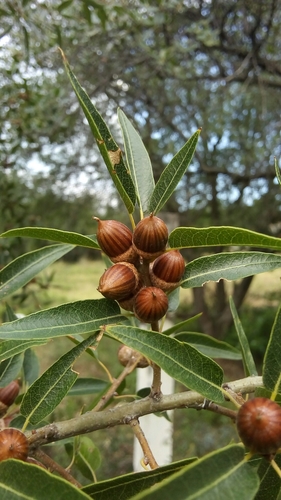 Quercus saltillensis