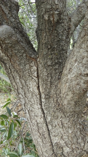 Quercus saltillensis