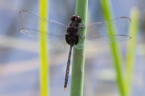 Pin-tailed Pondhawk