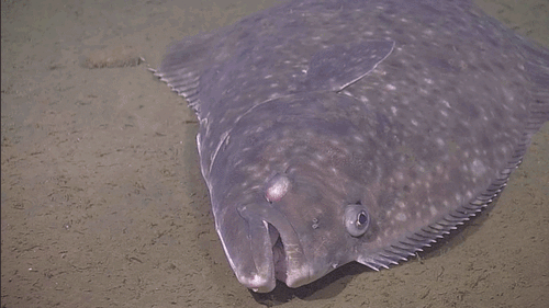 Pacific Halibut