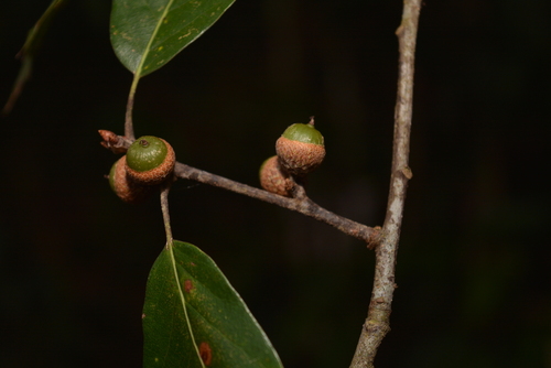 Sartor's Oak
