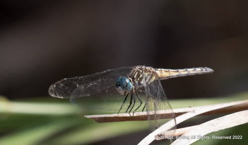 iNaturalist observation photo of Blue Dasher