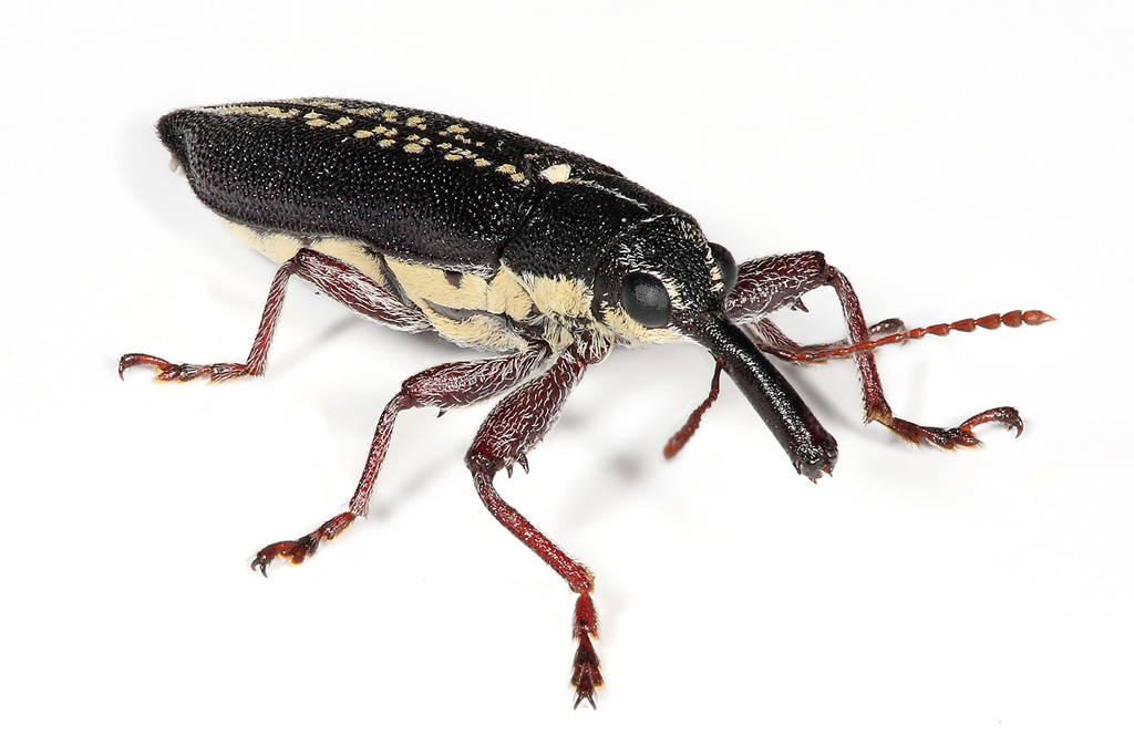 Primitive Weevils