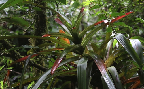 Guzmania circinnata
