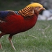 Golden Pheasant - Photo (c) DeclanCrombie, all rights reserved, uploaded by DeclanCrombie