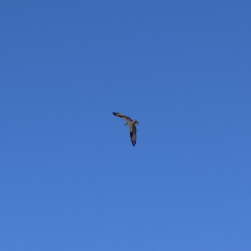 iNaturalist observation photo of Osprey