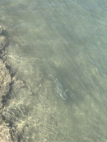 iNaturalist observation photo of Sea Mullet