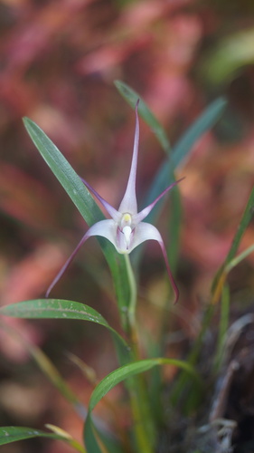 Dendrobium brevicolle