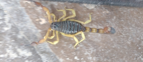 Hadrurus pinteri