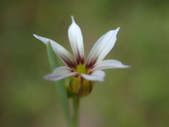 Image of Sisyrinchium rosulatum