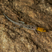 Thirukurungudi Rock Gecko - Photo (c) Aravind Manoj, all rights reserved, uploaded by Aravind Manoj