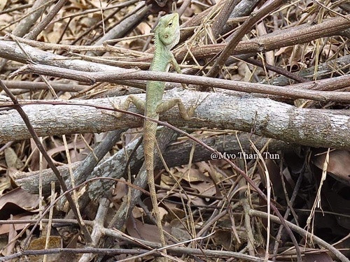 Indian Garden Lizard