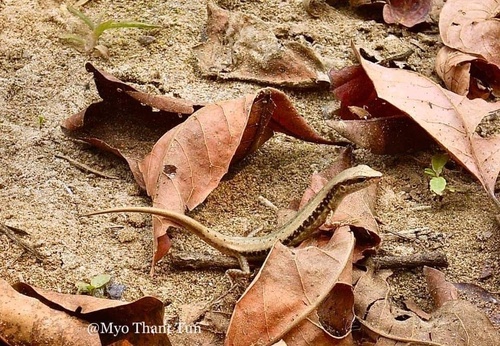 Spotted Forest Skink
