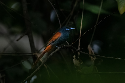 African Paradise-Flycatcher