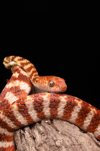 Brown Tree Snake sighting
