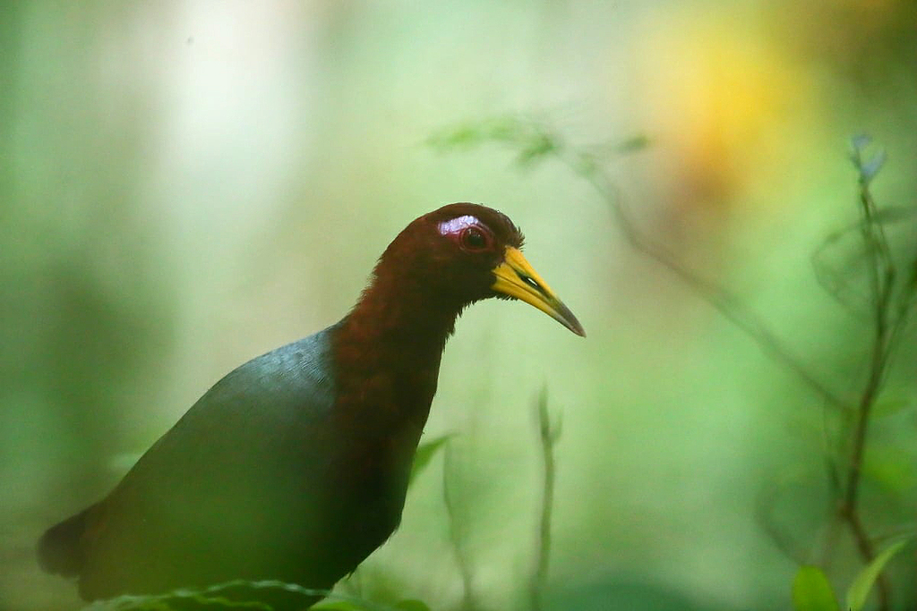 Talaud Rail (Gymnocrex talaudensis) photo