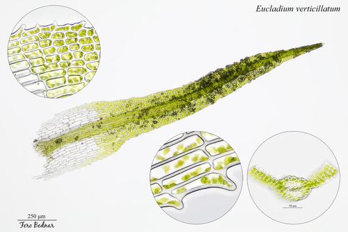 Eucladium verticillatum