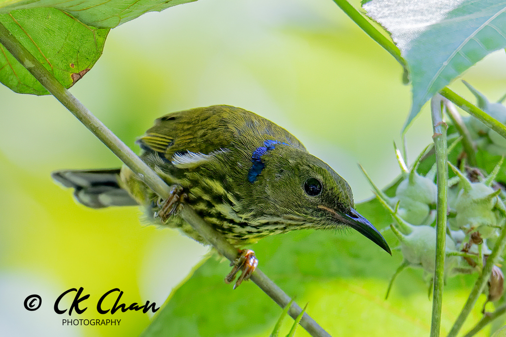 Purple-naped Spiderhunter photo