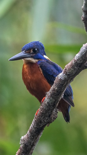 Shining-blue Kingfisher