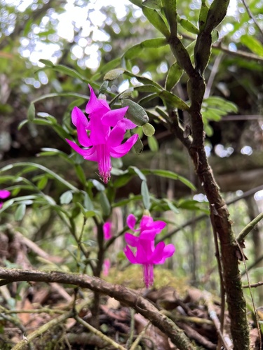 Schlumbergera russelliana — search result for 'Cactus'