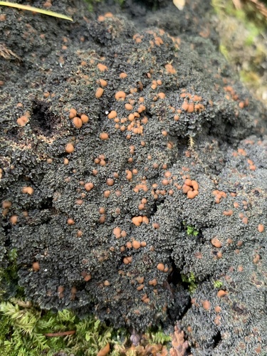 Vahliella