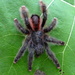 Avicularia - Photo (c) Michal Kohn, all rights reserved, uploaded by Michal Kohn