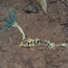 Ophiocordyceps jiangxiensis - Photo (c) 小铖/Smalltown, todos los derechos reservados, subido por 小铖/Smalltown