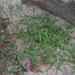 Persicaria criopolitana - Photo (c) 小铖/Smalltown, todos los derechos reservados, subido por 小铖/Smalltown