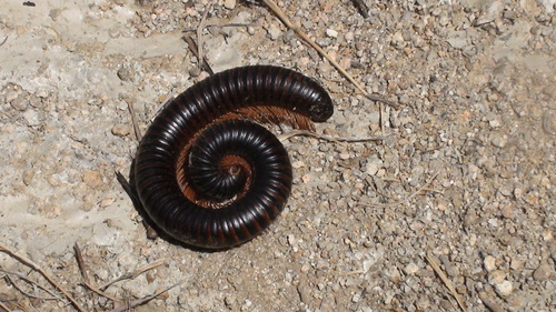 Archispirostreptus syriacus (DeSaussure, 1859)