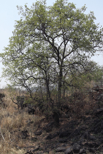 Mexican red oak