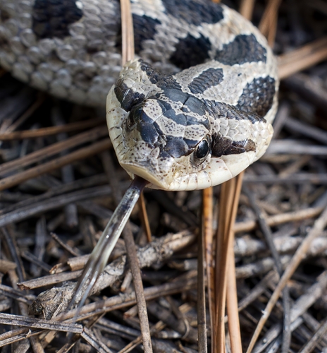 Eastern Hognose Snake - North Carolina