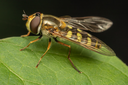 Black-tailed Aphideater