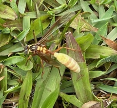 Apoica pallens image