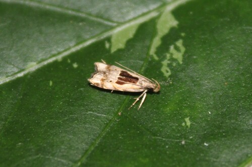 Brachmia septella