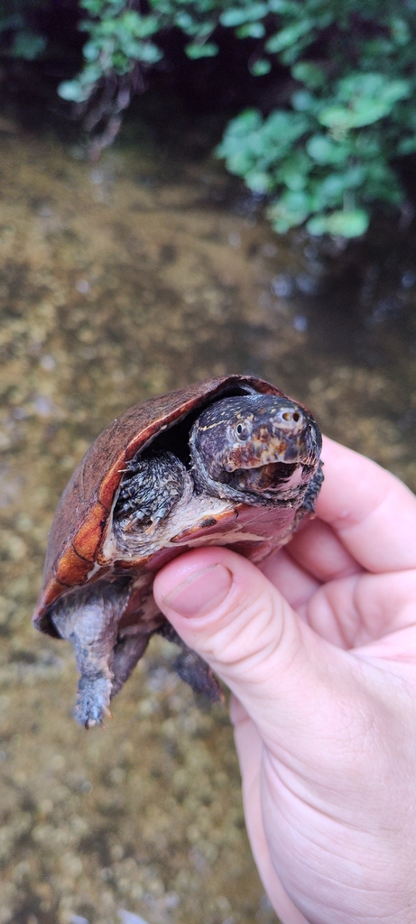 Eastern Musk Turtle in July 2022 by J Thompson. Largest male seen in ...