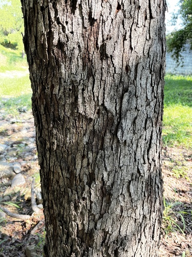 Quercus porphyrogenita