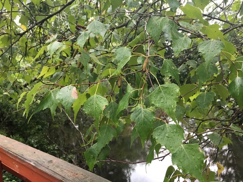 gray birch