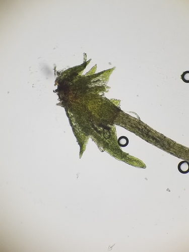 Fissidens closteri