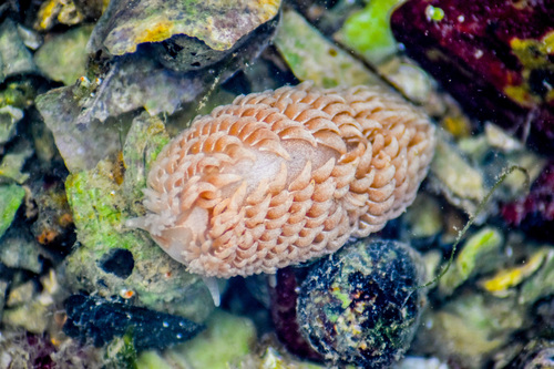 Aeolidia filomenae