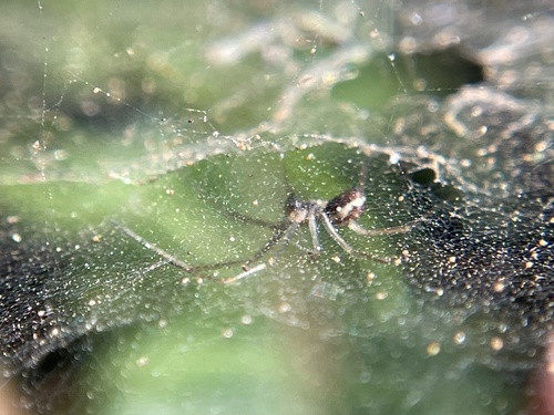 Dana Sheet-web Micro-weaver