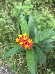 Asclepias curassavica image