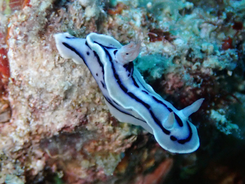 Loch's Chromodoris