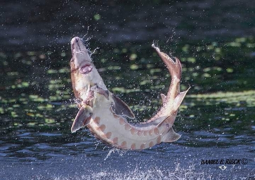 EUA adicionam peixe esturjão-chinês à lista de animais ameaçados