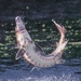 Gulf Sturgeon - Photo (c) Mudgie, all rights reserved, uploaded by Mudgie