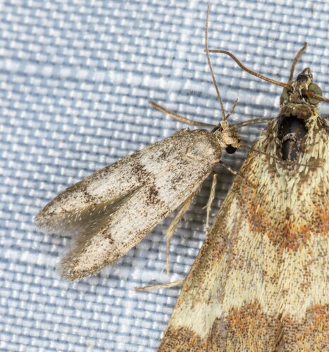 iNaturalist observation photo of Butterflies and Moths