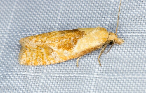 iNaturalist observation photo of Phtheochroa fulviplicana